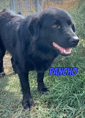 Pancho, Mischling - Rüde