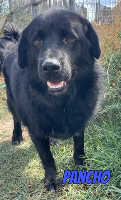 Pancho, Mischling - Rüde
