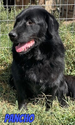 Pancho, Mischling - Rüde