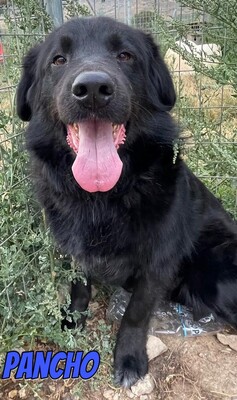 Pancho, Mischling - Rüde