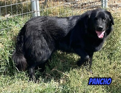 Pancho, Mischling - Rüde