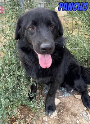 Pancho, Mischling - Rüde