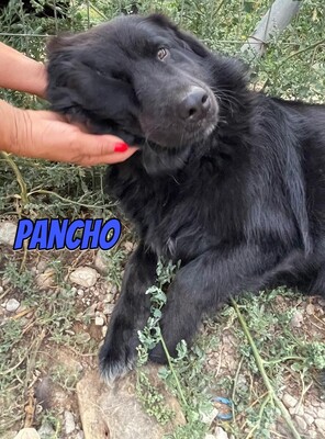 Pancho, Mischling - Rüde