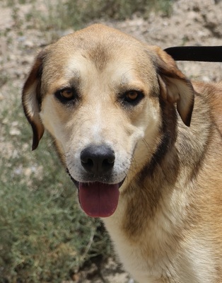 Pancho, Mix - Rüde