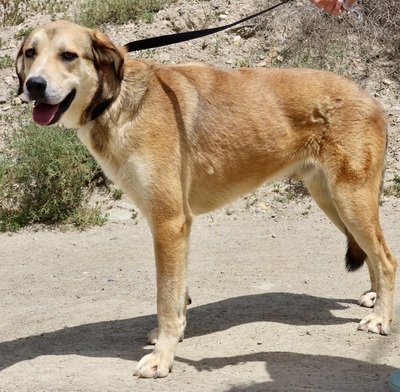 Pancho, Mix - Rüde