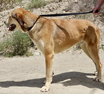 Pancho, Mix - Rüde
