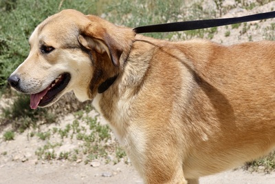 Pancho, Mix - Rüde