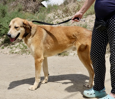 Pancho, Mix - Rüde