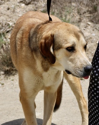 Pancho, Mix - Rüde