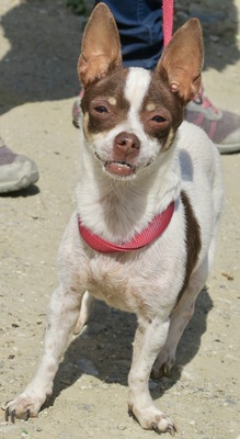 Panda, Chihuahua - Mix - Hündin