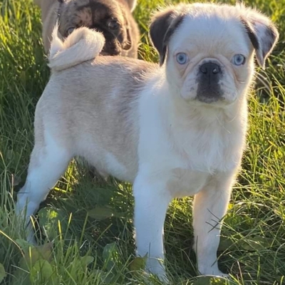 Pandamöpschen sucht Mopsliebhaber, Mops Welpen - Rüde