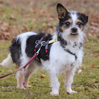 Pandasch, Yorki-Mix - Rüde