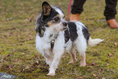 Pandasch, Yorki-Mix - Rüde