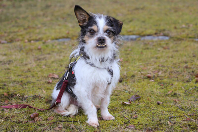 Pandasch, Yorki-Mix - Rüde