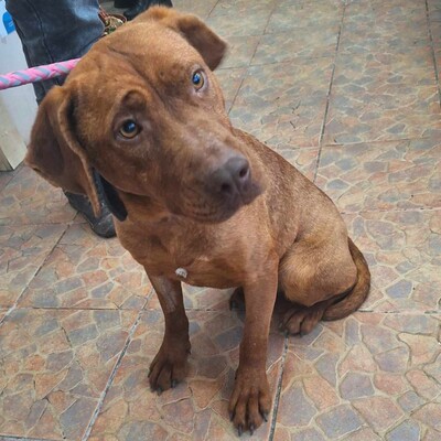 🌸Pandora Magyar- Vizsla- Mischlingshündin entwickelte sich zu einer wunderbaren, liebevollen, großzügigen, äußerst freundlichen und netten Hündin💥, Magyar- Vizsla- Mischlingshündin - Hündin