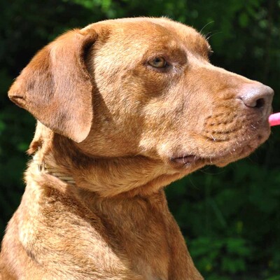 🌸Pandora muss leider unverschuldet ihr Zuhause verlassen, weil sich ihre Familie getrennt hat 😓, Magyar- Vizsla- Mischling - Hündin