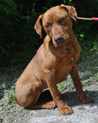🌸Pandora muss leider unverschuldet ihr Zuhause verlassen, weil sich ihre Familie getrennt hat 😓, Magyar- Vizsla- Mischling - Hündin