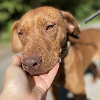 🌸Pandora muss leider unverschuldet ihr Zuhause verlassen, weil sich ihre Familie getrennt hat 😓, Magyar- Vizsla- Mischling - Hündin