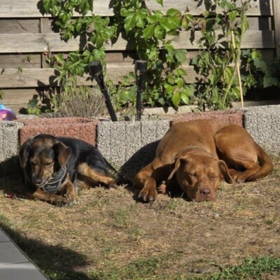 🌸Pandora muss leider unverschuldet ihr Zuhause verlassen, weil sich ihre Familie getrennt hat 😓, Magyar- Vizsla- Mischling - Hündin