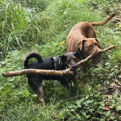 🌸Pandora muss leider unverschuldet ihr Zuhause verlassen, weil sich ihre Familie getrennt hat 😓, Magyar- Vizsla- Mischling - Hündin