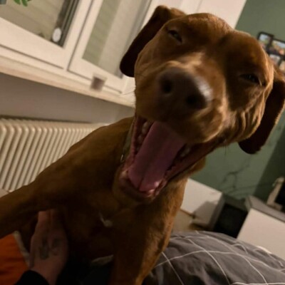 🌸Pandora muss leider unverschuldet ihr Zuhause verlassen, weil sich ihre Familie getrennt hat 😓, Magyar- Vizsla- Mischling - Hündin