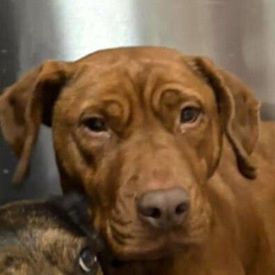 🌸Pandora muss leider unverschuldet ihr Zuhause verlassen, weil sich ihre Familie getrennt hat 😓, Magyar- Vizsla- Mischling - Hündin