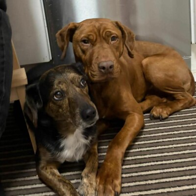 🌸Pandora muss leider unverschuldet ihr Zuhause verlassen, weil sich ihre Familie getrennt hat 😓, Magyar- Vizsla- Mischling - Hündin