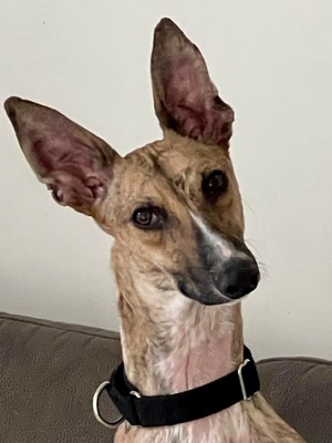 Pandorra, Mix - Hündin