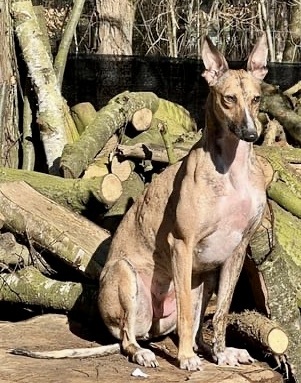 Pandorra, Mix - Hündin