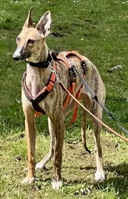 Pandorra, Windhund - Hündin