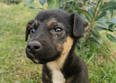 Panka, Mischling Welpen - Hündin