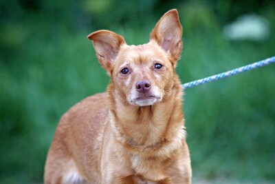 Pankita, Mischling - Hündin