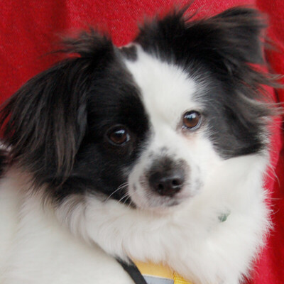 Panterchen, Papillon-Mix - Rüde