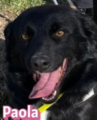 Paola, Mischling - Hündin