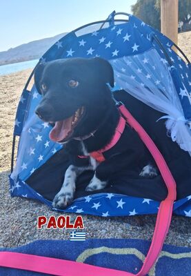 Paola, Mischling - Hündin