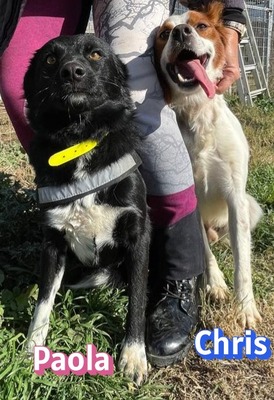 Paola, Mischling - Hündin