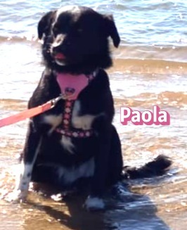 Paola, Mischling - Hündin