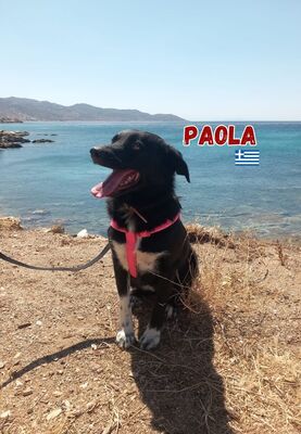 Paola, Mischling - Hündin