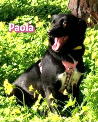 Paola, Mischling - Hündin