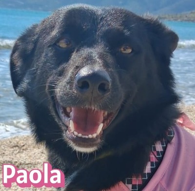 Paola, Mischling - Hündin