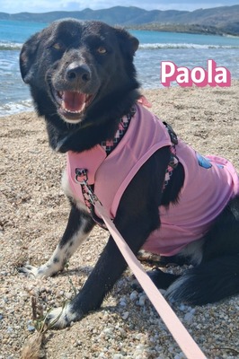 Paola, Mischling - Hündin
