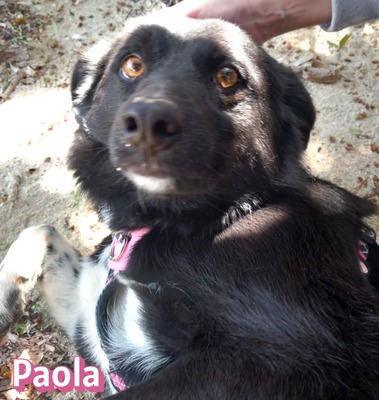Paola, Mischling - Hündin