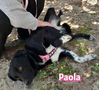 Paola, Mischling - Hündin