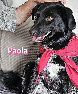 Paola, Mischling - Hündin