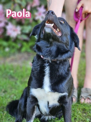 Paola, Mischling - Hündin