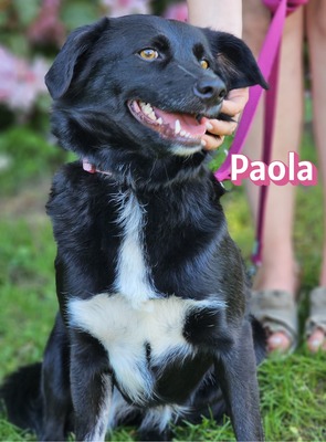 Paola, Mischling - Hündin
