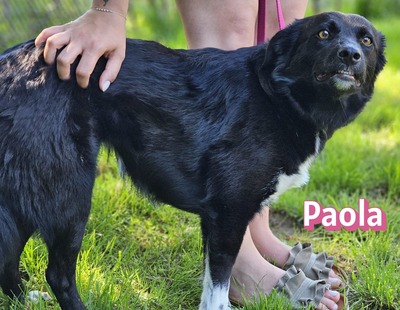 Paola, Mischling - Hündin