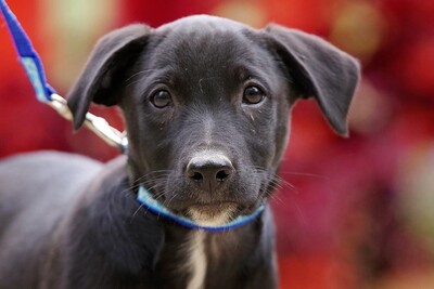 Paolo, Mischling Welpen - Rüde