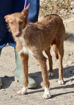 Papi, Podenco Andaluz; rauhaarig - Rüde