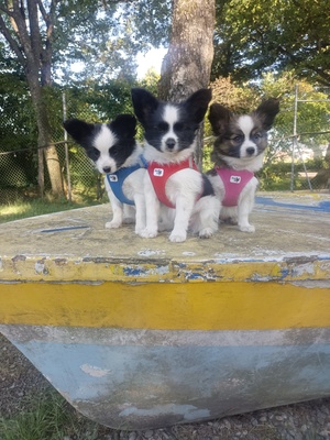 Papillon Welpe